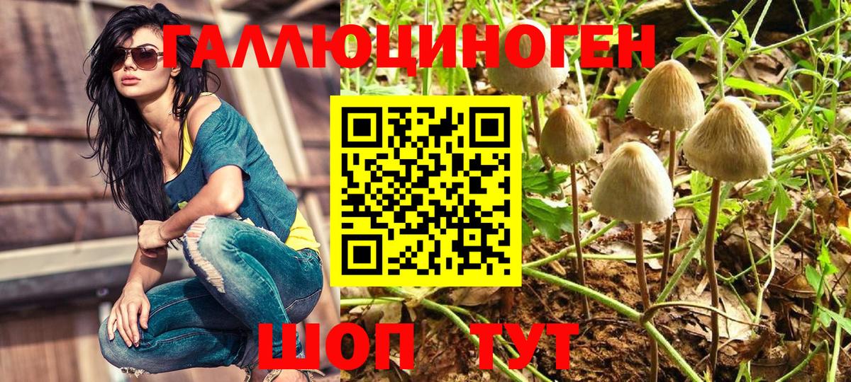 Галлюциногенные грибы Psilocybine cubensis Ростов Великий